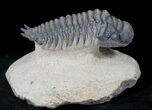 Crotalocephalina Trilobite - Foum Zguid, Morocco #21615-3